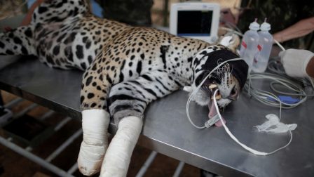 Őssejttel kezelik a sérült jaguárokat