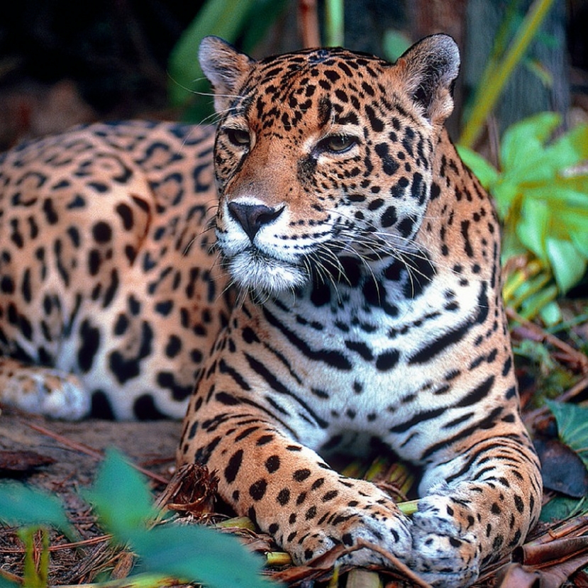 Őssejttel kezelik a sérült jaguárokat