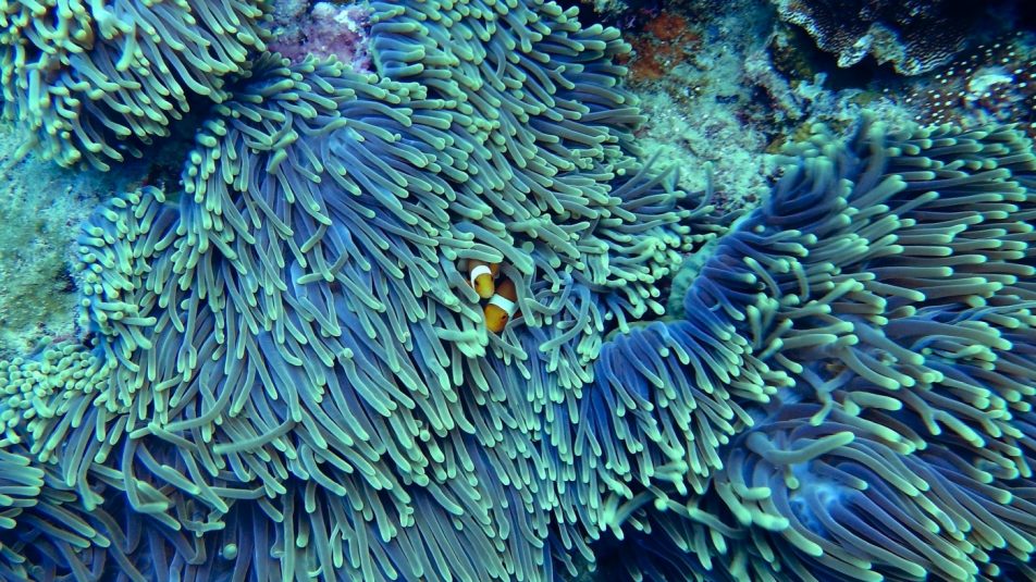 Új korallzátonyra bukkantak az ausztrál partoknál