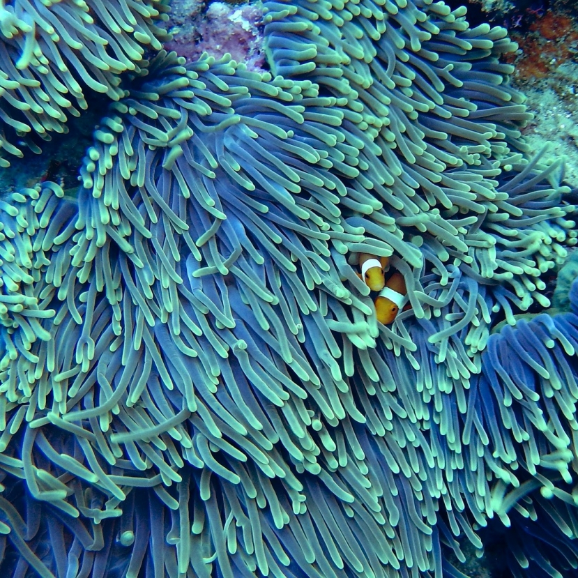 Új korallzátonyra bukkantak az ausztrál partoknál