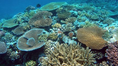A Nagy-korallzátony  koralljainak fele pusztult el az elmúlt negyedszázadban