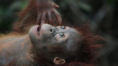 Orangutánok sírját ássa a fenntartható olajpálma mítosza
