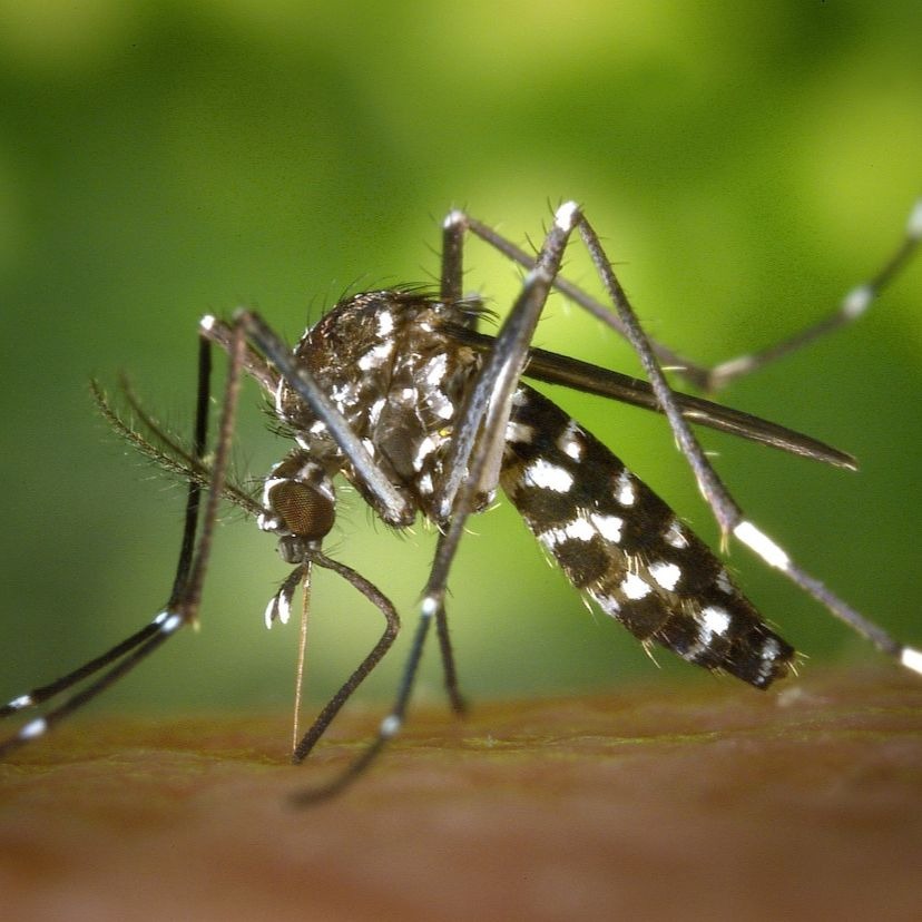 Itt az ideje telepíteni a magyarul is letölthető Mosquito Alert applikációt