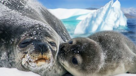 Elszabadult jéghegy veszélyeztet pingvineket és fókákat