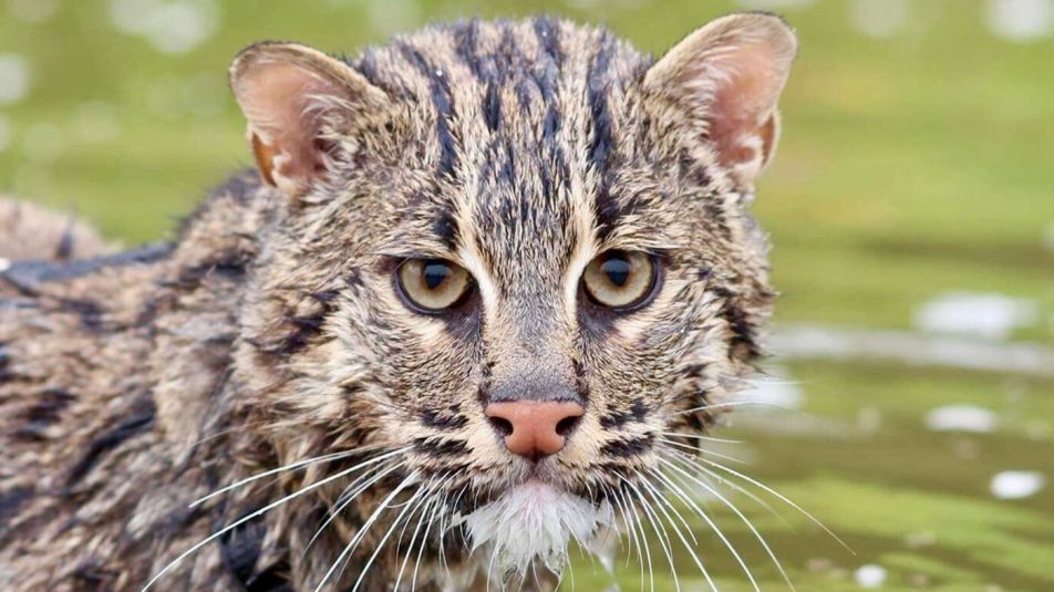 Még meg lehet menteni a kihalástól három vadon élő macskafajt