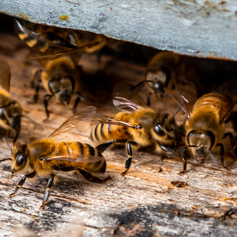 Egymilliónál több méhcsalád él Magyarországon | Sokszínű vidék