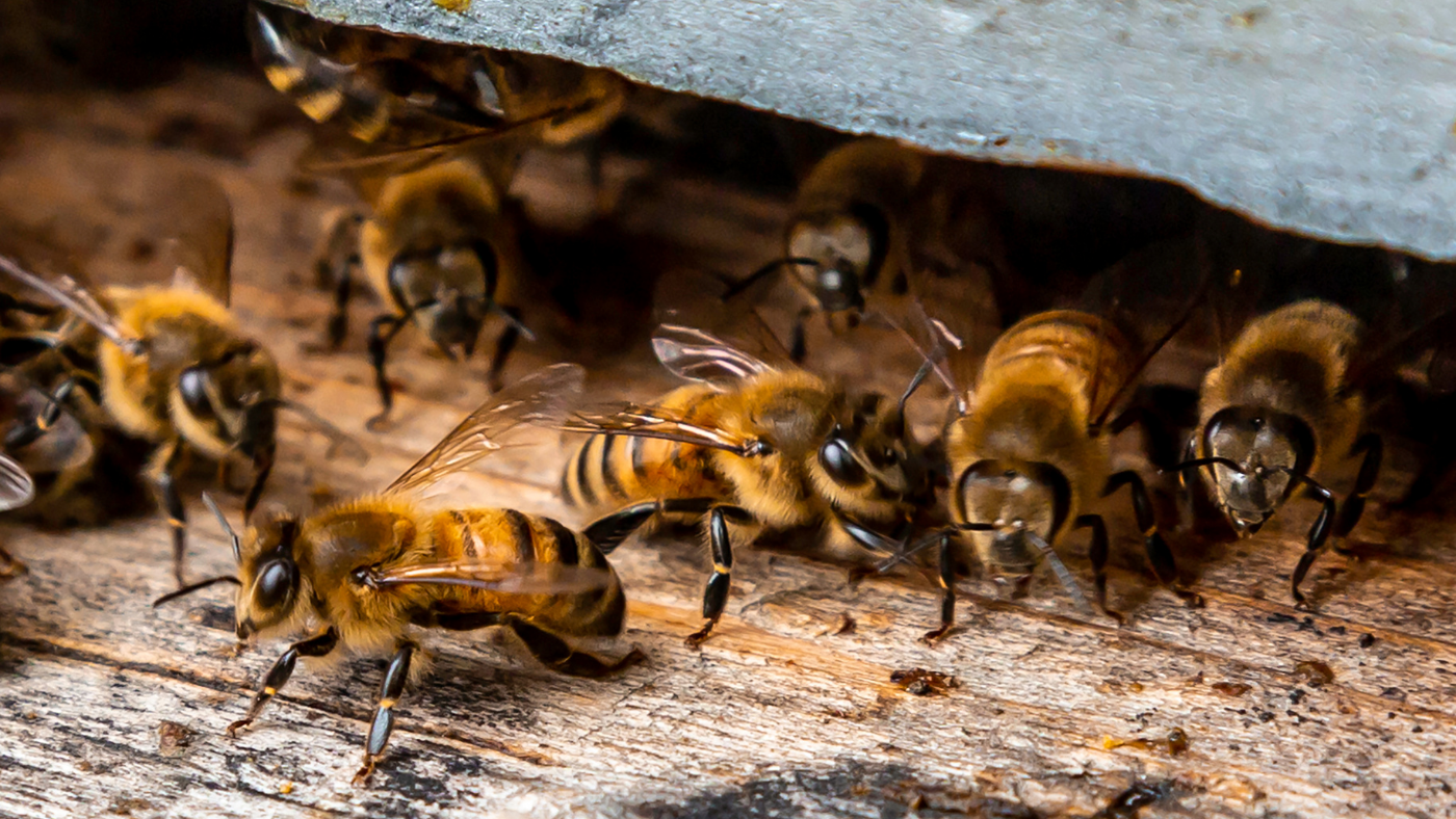 Rohamosan gyengül a méhek immunrendszere – Interjú Illés András méhésszel