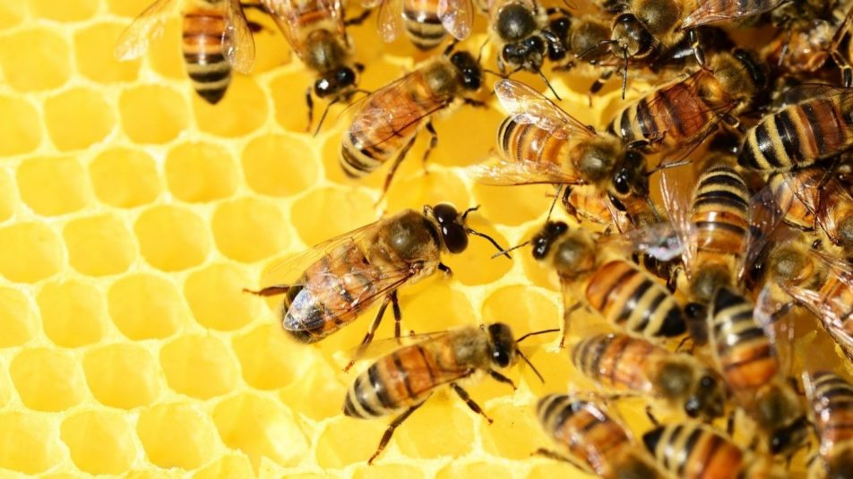 Veszélyben lehet a méhészet jövője Európában