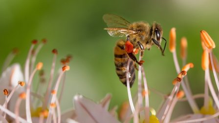 Térképre kerültek a méhek