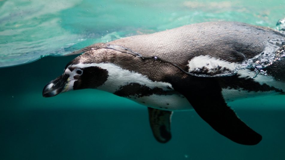 Próbálják megmenteni az Afrikában költő pingvinfajt