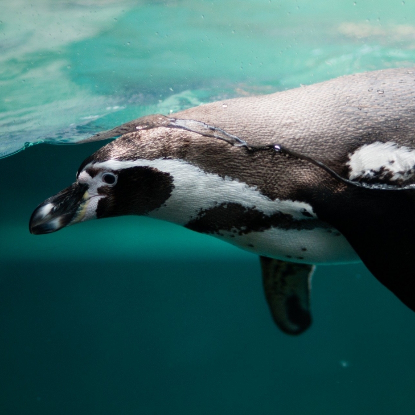Próbálják megmenteni az Afrikában költő pingvinfajt