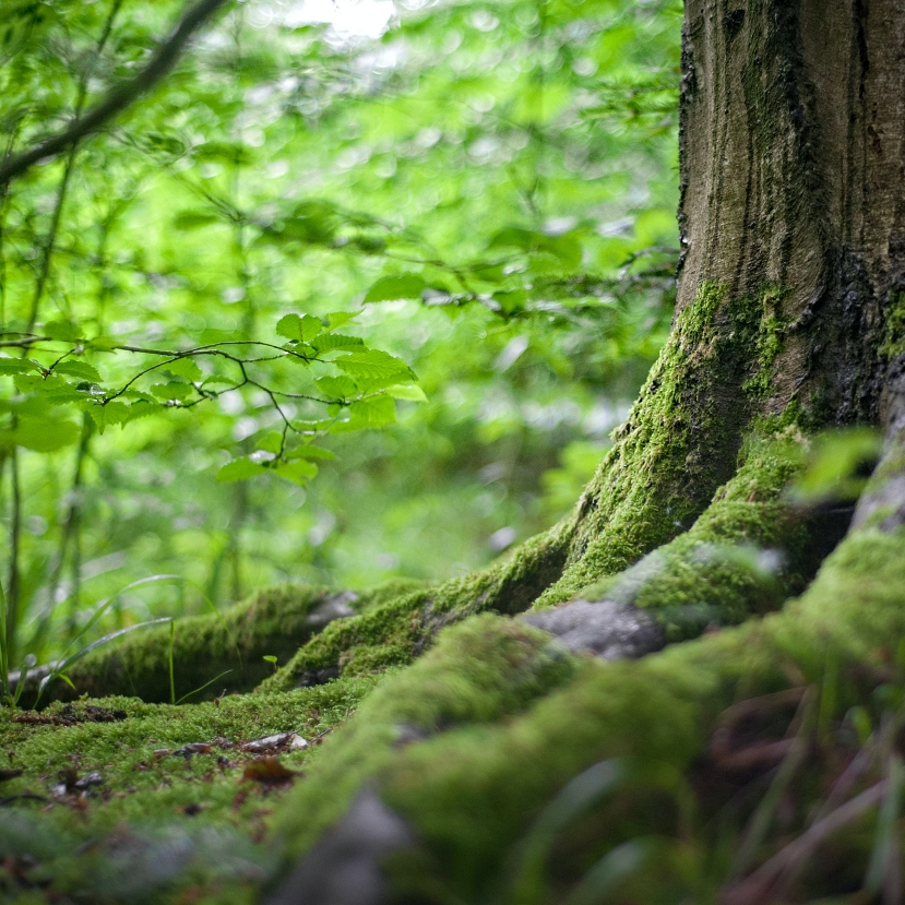 Mi fán terem az erdő? – VIDEÓ
