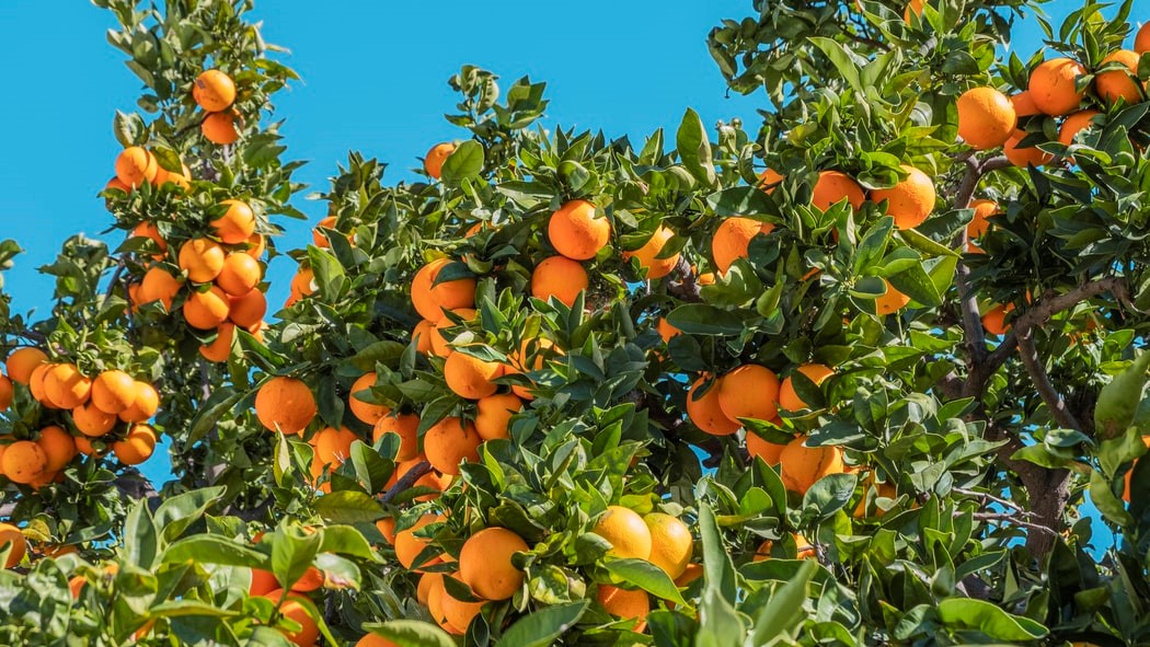 Van értelme narancsfát adoptálni?