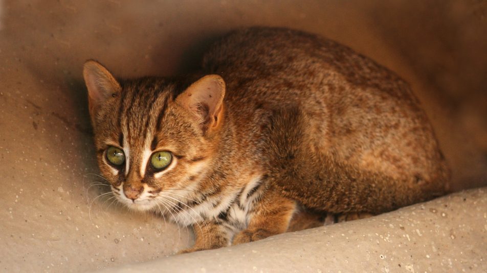 Ritka és veszélyeztetett macskafajokat vizsgáltak