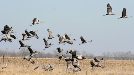 Összezavarja a madarakat a klímaváltozás