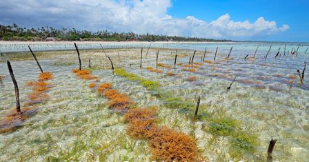 A tengeri algagazdálkodás menti meg a filippínó farmereket
