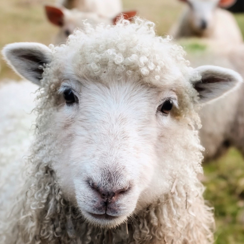 Új-Zélandon karnyújtásnyira van a karbonsemleges állattartás