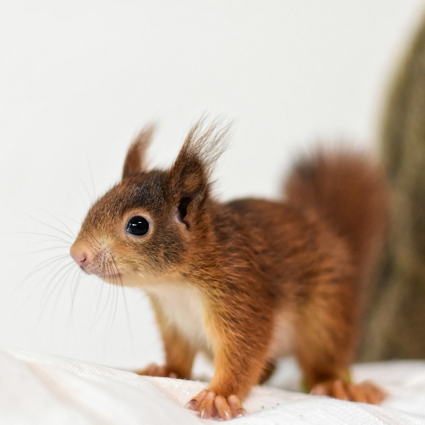 Mi áll a mókusok evolúciós sikere mögött?