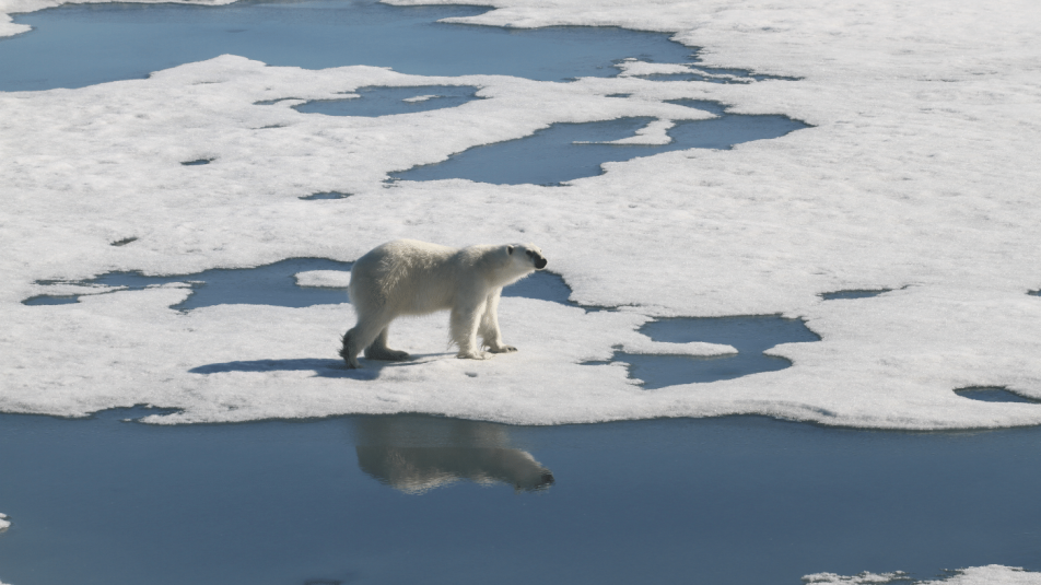 Milyennek látja egy művész a sarkvidékek jövőjét?