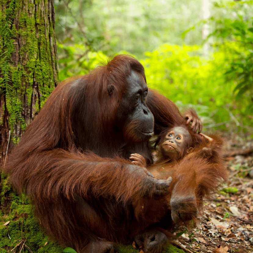 A mesterséges pálmaolaj reménysugár lehet az orangutánok számára