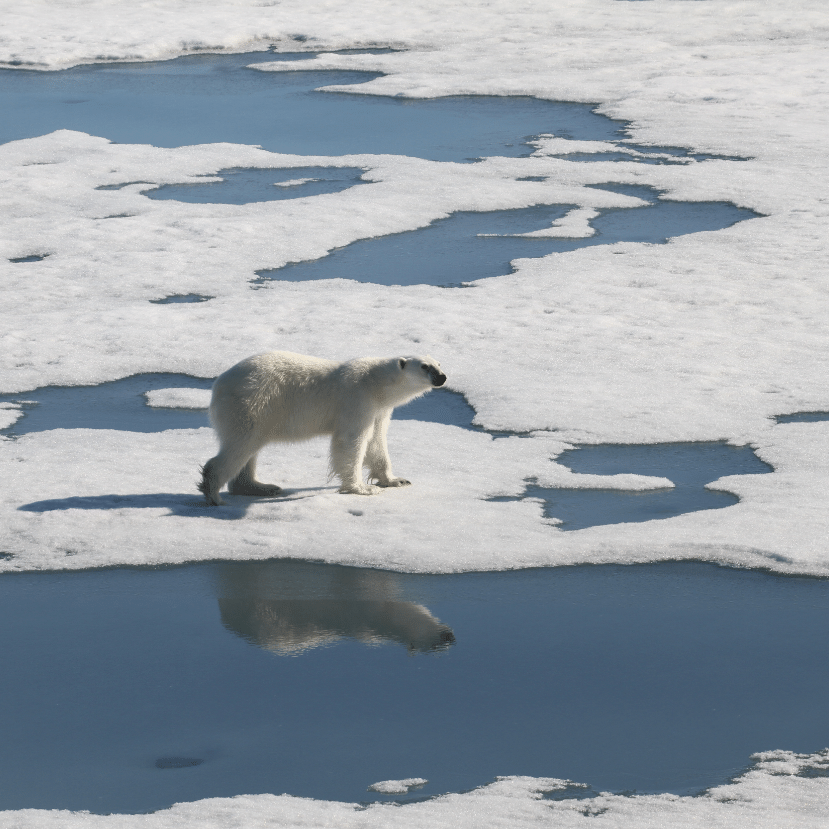 Milyennek látja egy művész a sarkvidékek jövőjét?
