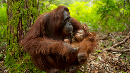 A mesterséges pálmaolaj reménysugár lehet az orangutánok számára
