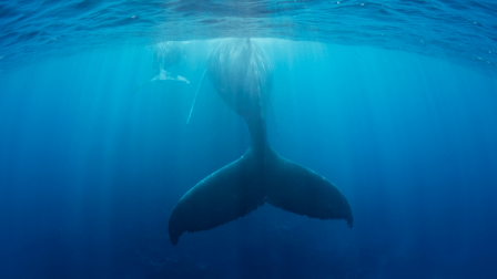 Új kék bálna csoportot fedeztek fel az Indiai-óceánon