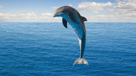 A klímaváltozással hozható összefüggésbe a halálos delfinkór