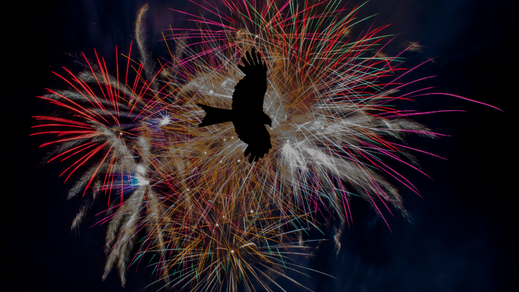 madár repül a tűzijáték előtt