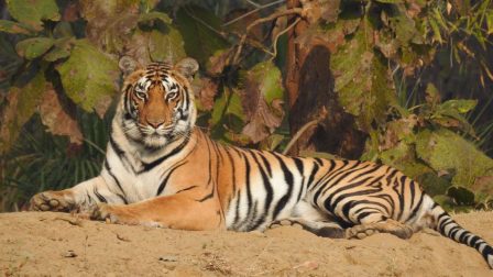 Panthera_tigris_tigris-1