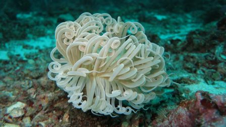 Helyi intézkedésekkel is segíthető a korallok fennmaradása