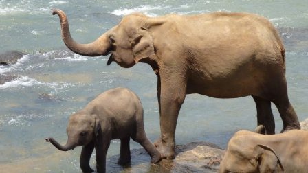Műholdak az elefántok megőrzésének szolgálatában