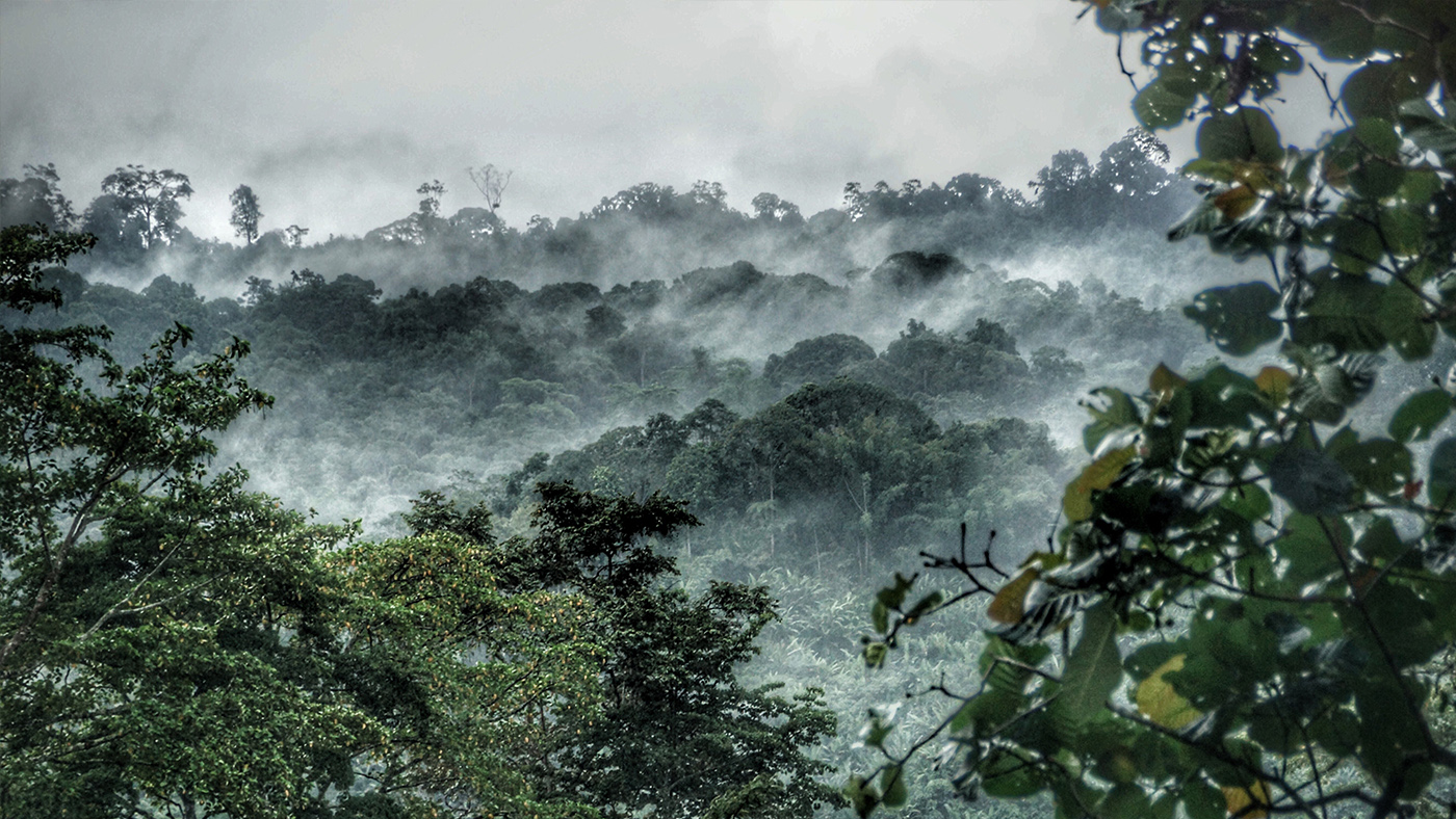 Amazónia: 12 éve nem látott mértékű az erdőirtás