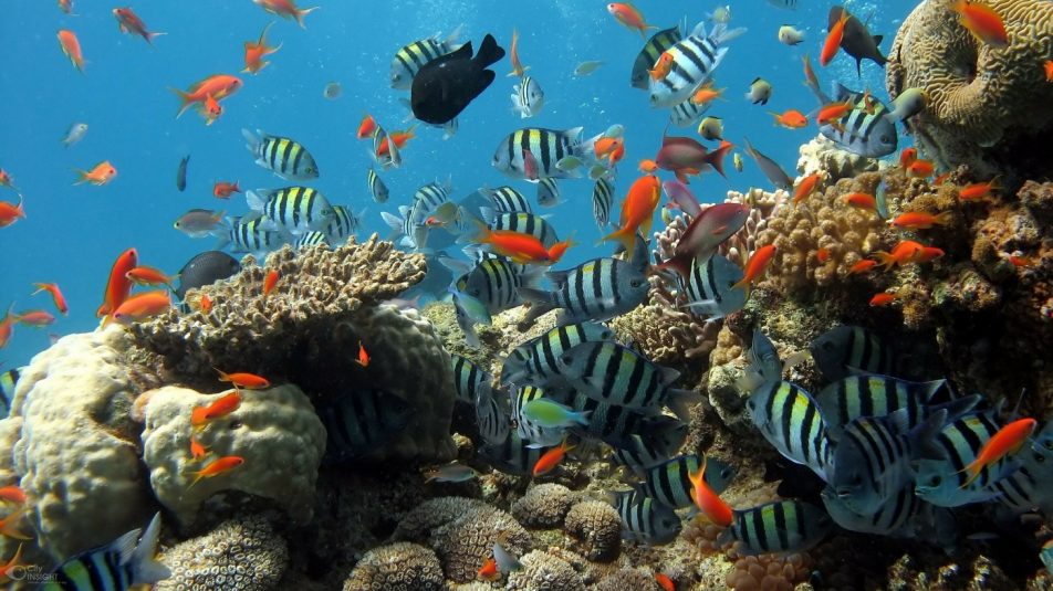Védelmet kapnak az amerikai korallok