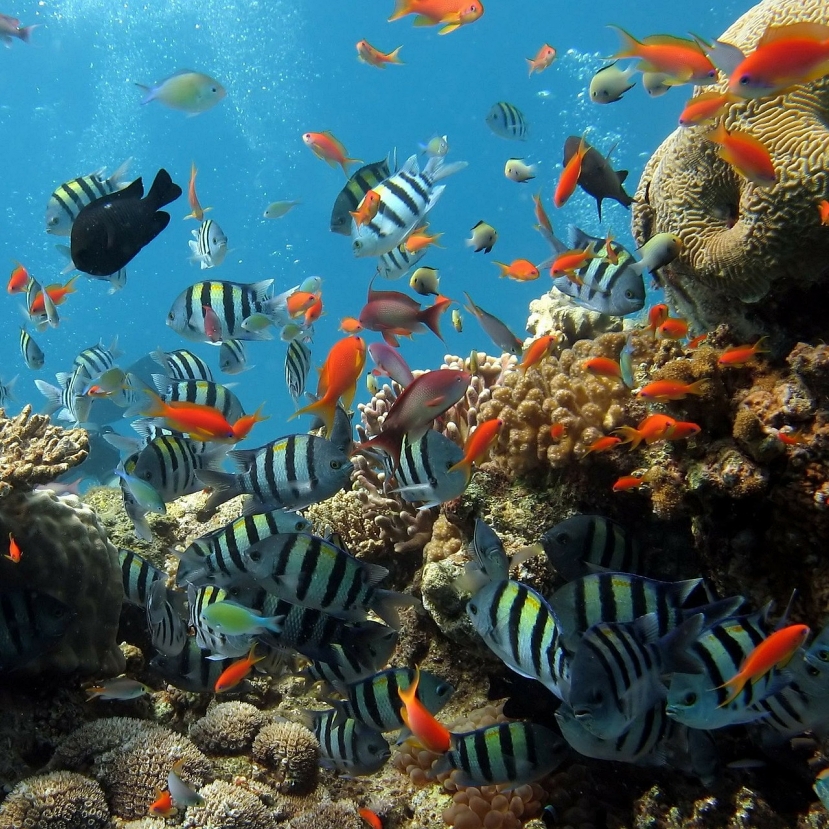 Védelmet kapnak az amerikai korallok