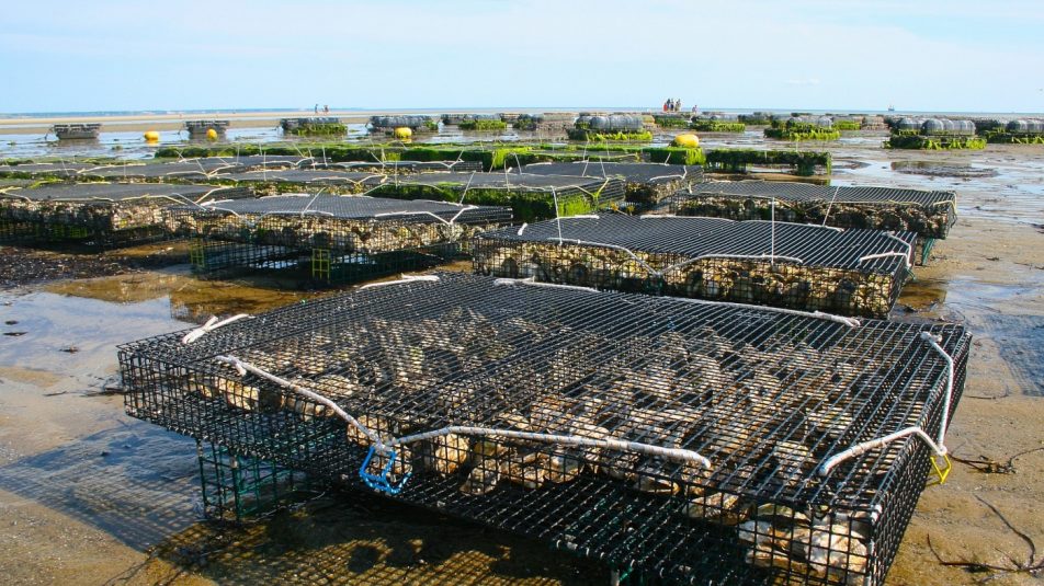 Fenntartható útra léphet az akvakultúrás haltenyésztés