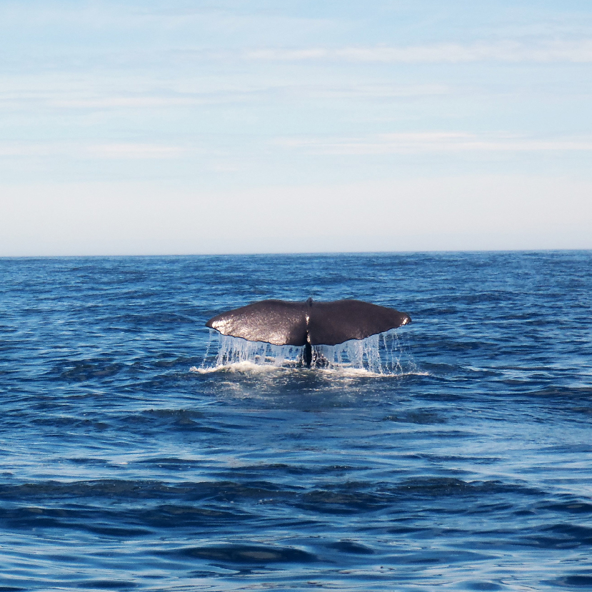 Új bálnafajt fedeztek fel Mexikó partjainál