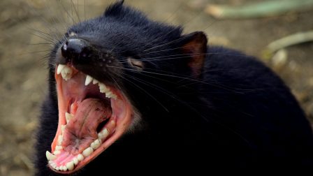 Úgy tűnik megállt a tasmán ördögöket tizedelő fertőzés