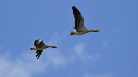 wild-geese-1863861_1920