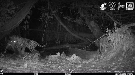 A jaguár prédájává vált ocelot újabb bizonyítéka az éghajlatváltozás drámai hatásainak – videó