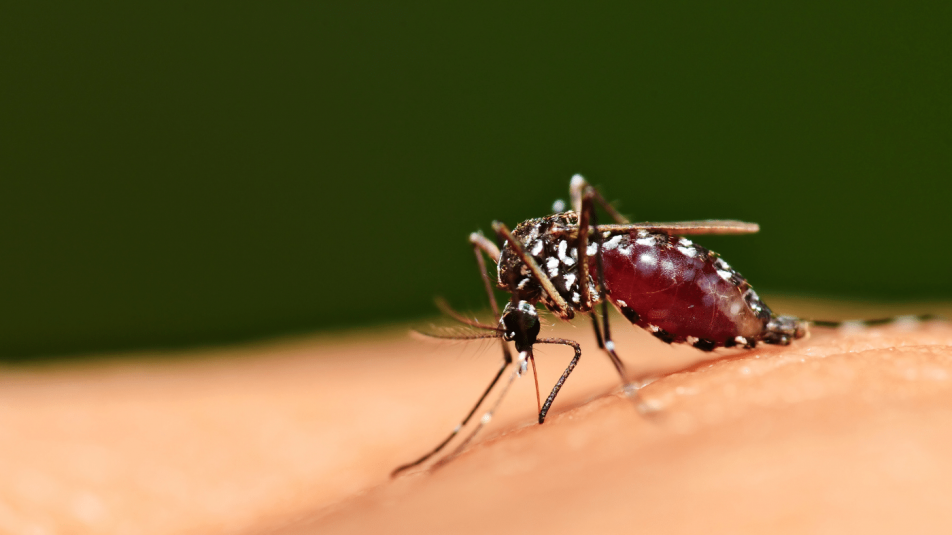 A klímaváltozás egyik gyilkos következménye, a fertőzéseket terjesztő szúnyogok rajzása