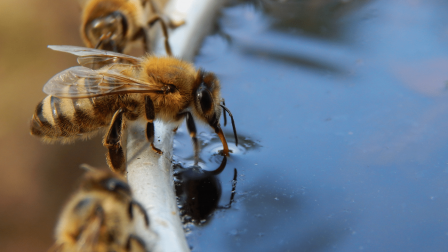 Az 1990-es évek óta zuhan a méhfajok száma