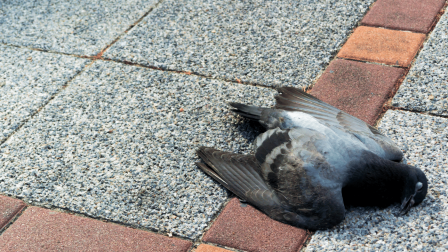 Halott madarak százai borították tegnap Róma utcáit