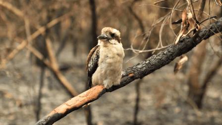 Egyre nagyobb veszélyt jelent a klímaváltozás a madarakra