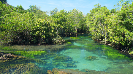 A folyókba kerülő műanyaghulladék súlyosan veszélyezteti a mangrove erdőket