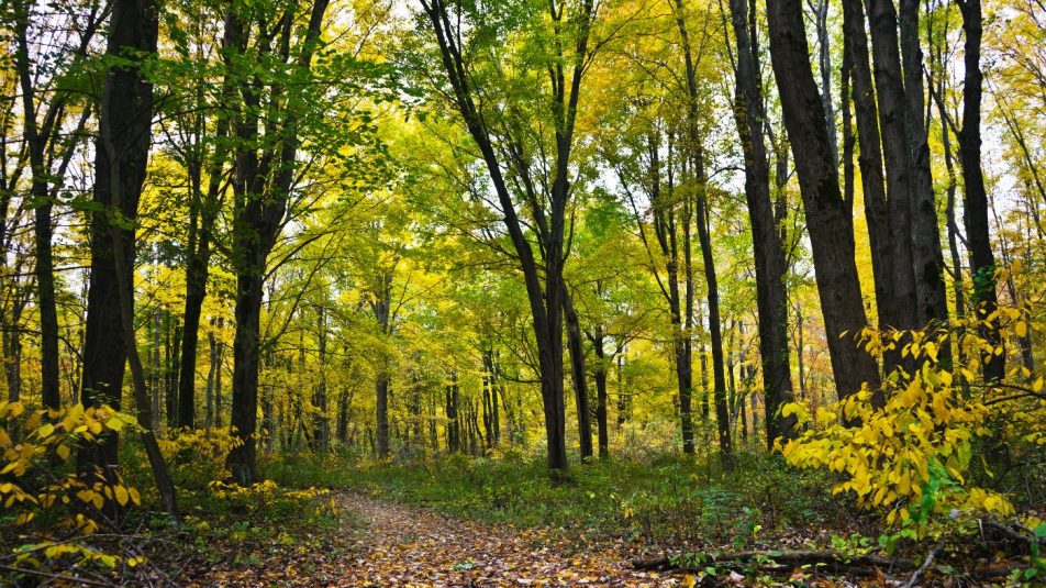 Mi fán terem az erdőterápia?