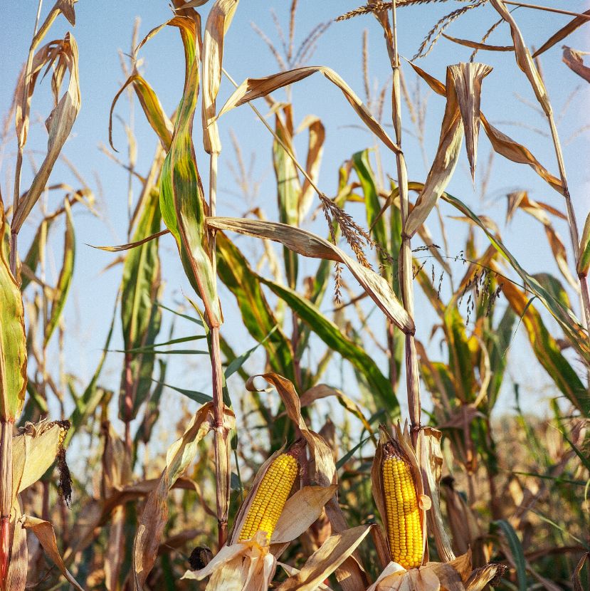 A kukoricahulladék új élete