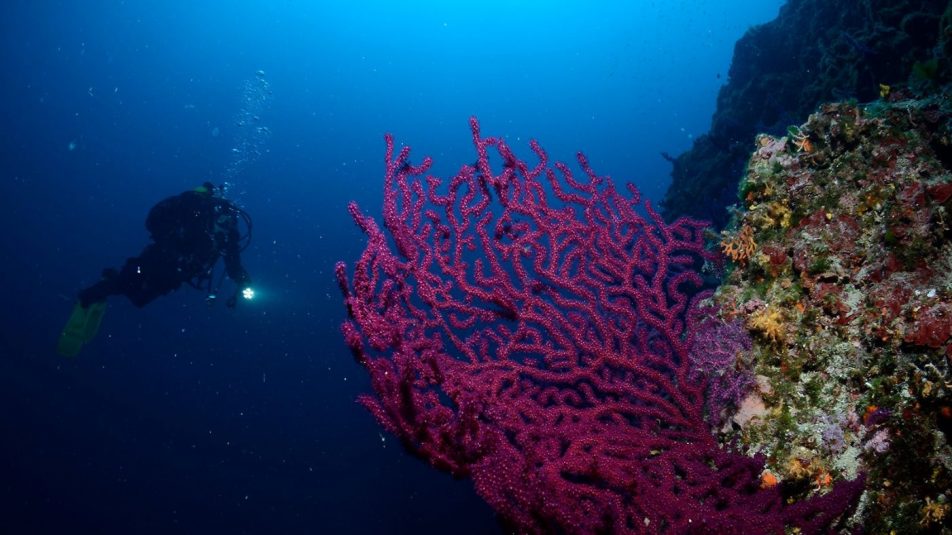 A szlovén korallokra is fontos odafigyelni