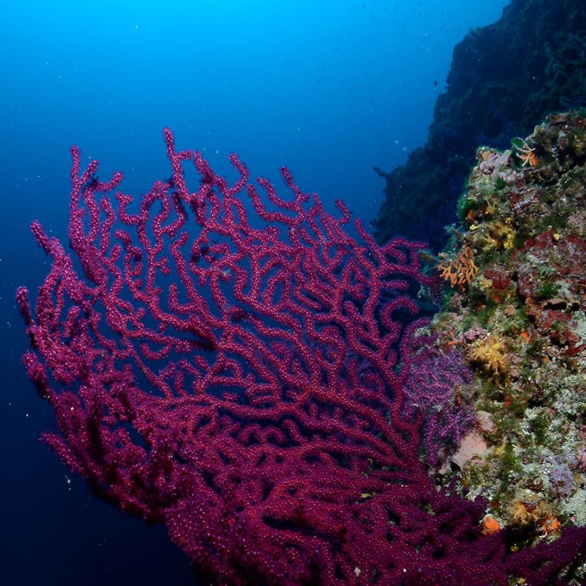A szlovén korallokra is fontos odafigyelni