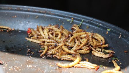 mealworms-4233259_1920